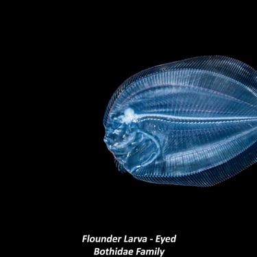 Flounder Larva - Eyed - Bothidae Family