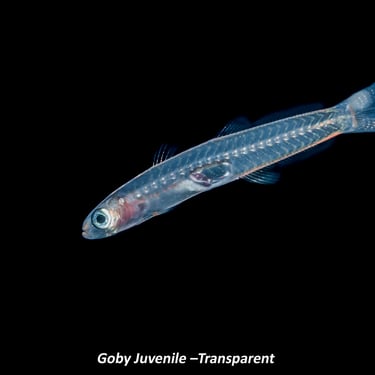Goby Juvenile –Transparent