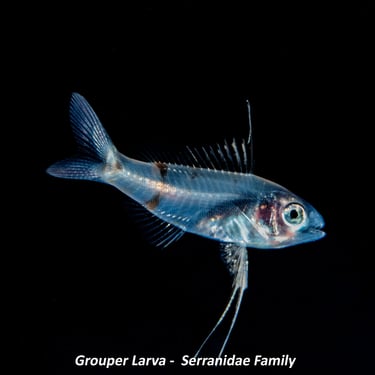 Grouper Larva -  Serranidae Family