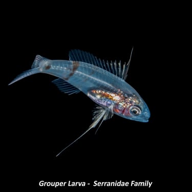 Grouper Larva -  Serranidae Family
