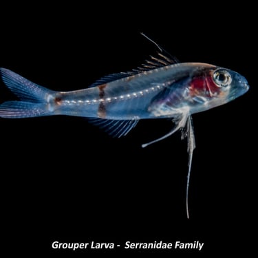 Grouper Larva -  Serranidae Family