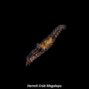 Hermit Crab Megalopa