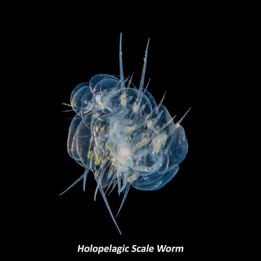 Holopelagic Scale Worm