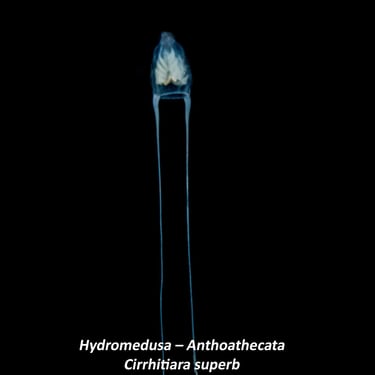 Hydromedusa – Anthoathecata Cirrhitiara superba