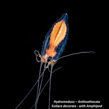 Hydromedusa – Anthoathecata - Eutiara decorata - with Amphipod