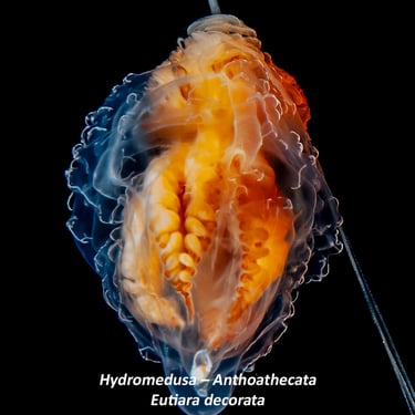 Hydromedusa – Anthoathecata - Eutiara decorata