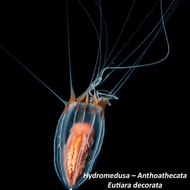 Hydromedusa – Anthoathecata - Eutiara decorata
