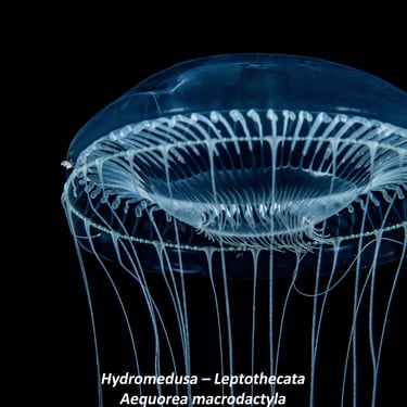 Hydromedusa – Leptothecata - Aequorea macrodactyla
