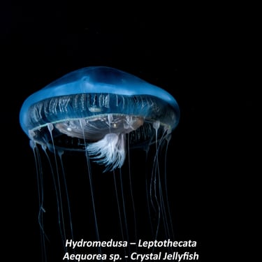 Hydromedusa – Leptothecata - Aequorea sp. - Crystal Jellyfish