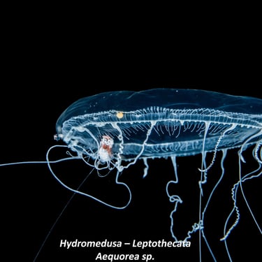 Hydromedusa – Leptothecata - Aequorea sp.