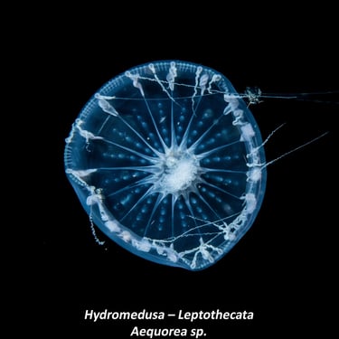 Hydromedusa – Leptothecata - Aequorea sp.