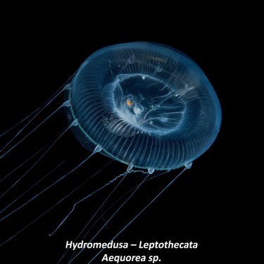 Hydromedusa – Leptothecata - Aequorea sp.