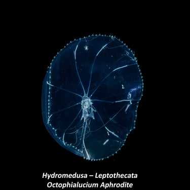 Hydromedusa – Leptothecata - Octophialucium Aphrodite