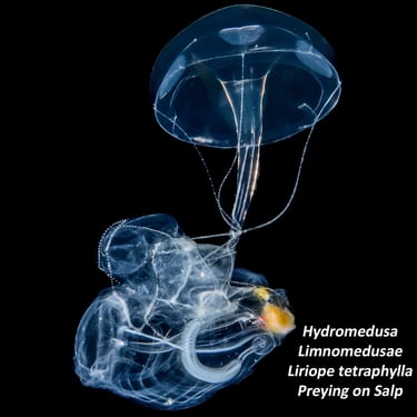 Hydromedusa – Limnomedusae - Liriope tetraphylla - Preying on Salp
