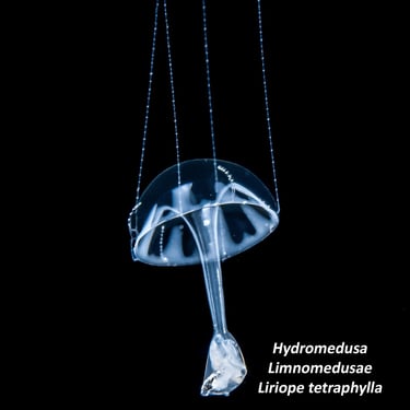 Hydromedusa – Limnomedusae - Liriope tetraphylla