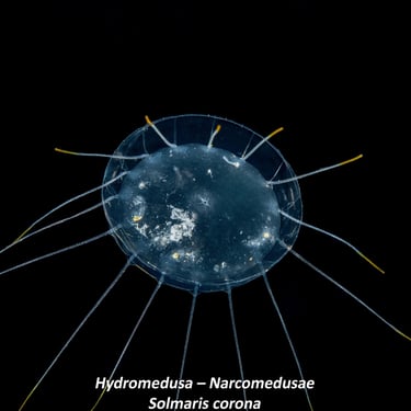 Hydromedusa – Narcomedusae - Solmaris corona