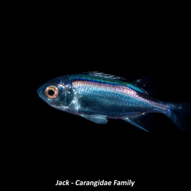 Jack - Carangidae Family