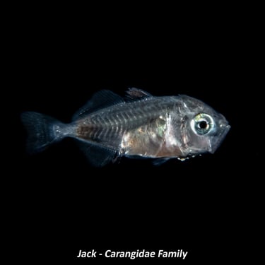 Jack - Carangidae Family