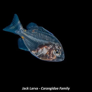 Jack Larva - Carangidae Family