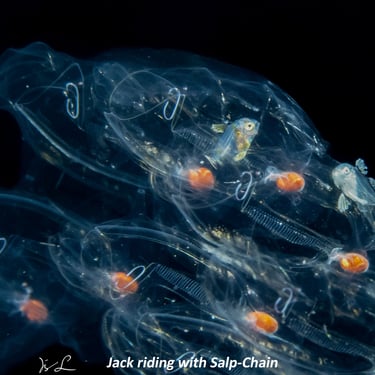 Jack riding with Salp-Chain