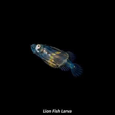 Lion Fish Larva