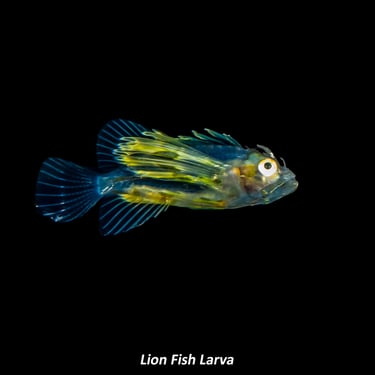 Lion Fish Larva