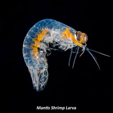 Mantis Shrimp Larva