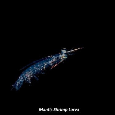 Mantis Shrimp Larva