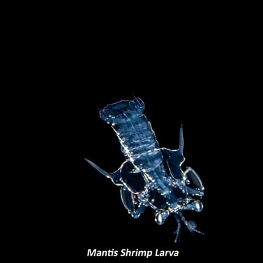 Mantis Shrimp Larva