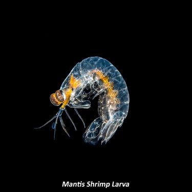 Mantis Shrimp Larva
