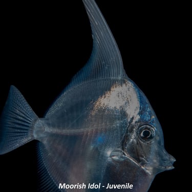 Moorish Idol - Juvenile