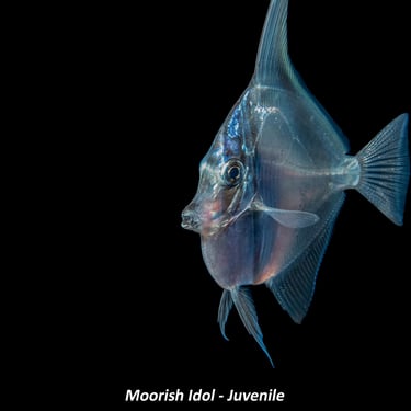 Moorish Idol - Juvenile