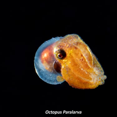 Octopus Paralarva