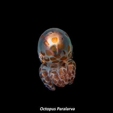 Octopus Paralarva