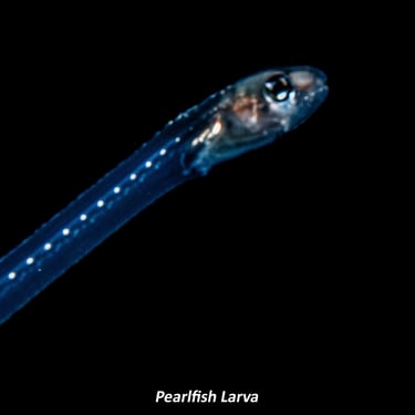 Pearlfish Larva