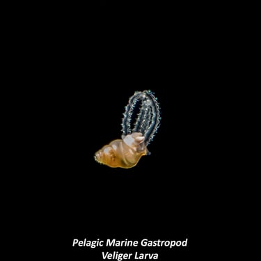 Pelagic Marine Gastropod - Veliger Larva