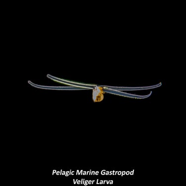Pelagic Marine Gastropod - Veliger Larva