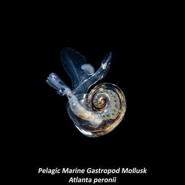 Pelagic Marine Gastropod Mollusk - Atlanta peronii