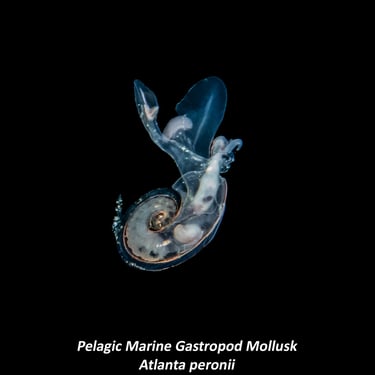 Pelagic Marine Gastropod Mollusk - Atlanta peronii