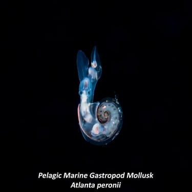 Pelagic Marine Gastropod Mollusk - Atlanta peronii