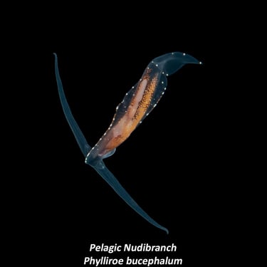 Pelagic Nudibranch - Phylliroe bucephalum