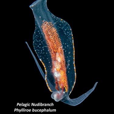 Pelagic Nudibranch - Phylliroe bucephalum