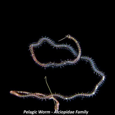Pelagic Worm - Alciopidae Family