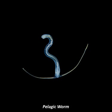 Pelagic Worm