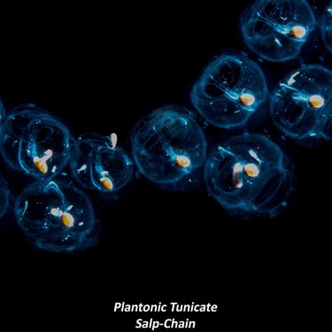 Plantonic Tunicate - Salp-Chain