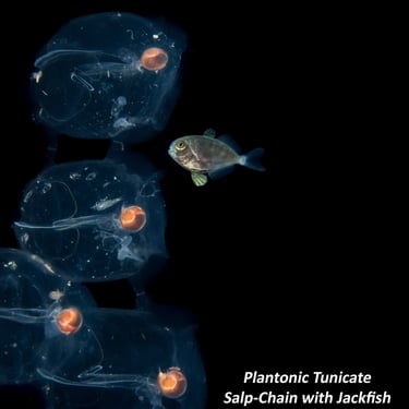 Plantonic Tunicate - Salp-Chain with Jackfish