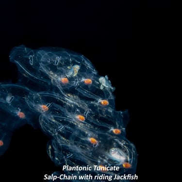 Plantonic Tunicate - Salp-Chain with riding Jackfish