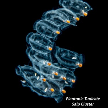 Plantonic Tunicate - Salp Cluster