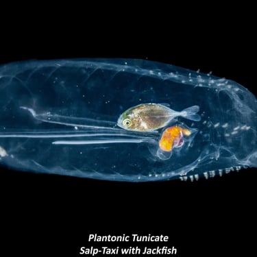 Plantonic Tunicate - Salp-Taxi with Jackfish
