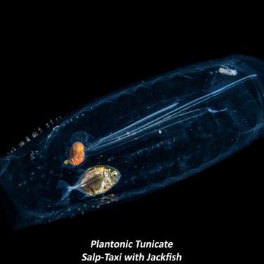 Plantonic Tunicate - Salp-Taxi with Jackfish